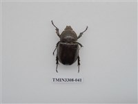 藏品(蘭嶼姬兜)的圖片